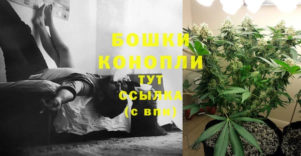 сатива Зерноград